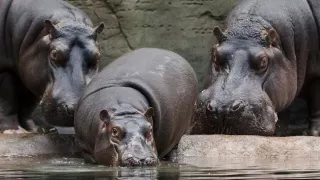 ZOO Praha - hroši